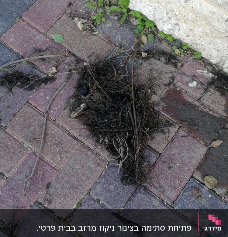 שיער וענפים סתומים על מדרכה ליד קיר